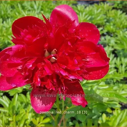 Paeonia 'Red Charm' (pot 11 cm)