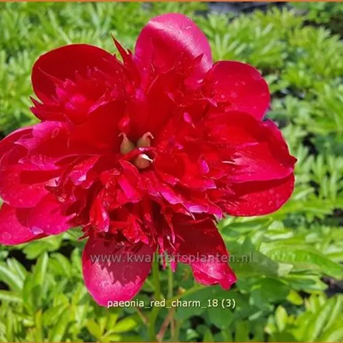 Paeonia 'Red Charm' (pot 11 cm)