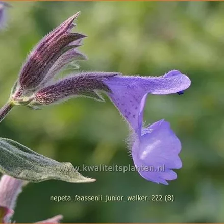 Nepeta x faassenii 'Junior Walker'®