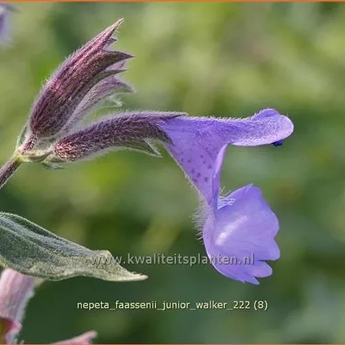 Nepeta x faassenii 'Junior Walker'®
