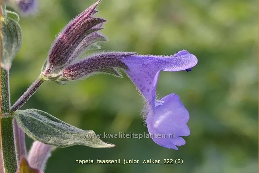 Nepeta x faassenii 'Junior Walker'®