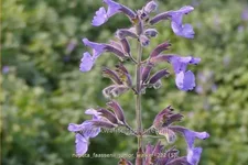 Nepeta x faassenii 'Junior Walker'®