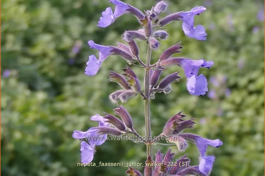 Nepeta x faassenii 'Junior Walker'®