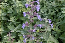 Nepeta x faassenii 'Junior Walker'®