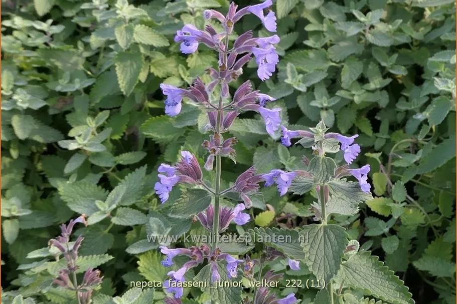 Nepeta x faassenii 'Junior Walker'®