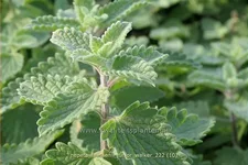 Nepeta x faassenii 'Junior Walker'®