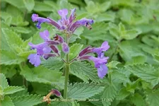 Nepeta x faassenii 'Junior Walker'®