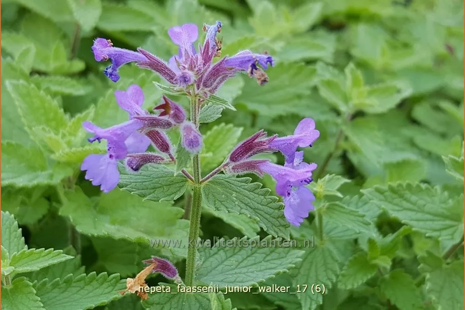 Nepeta x faassenii 'Junior Walker'®