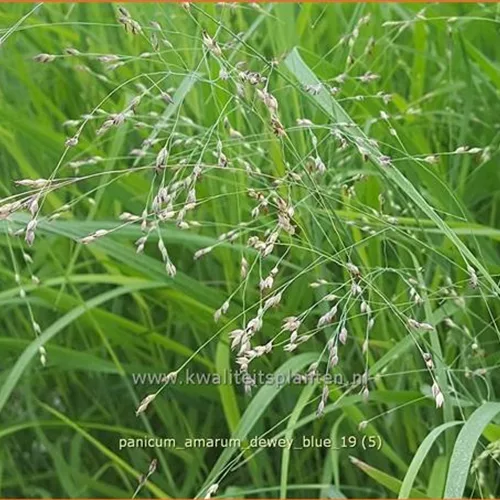 Panicum amarum 'Dewey Blue'