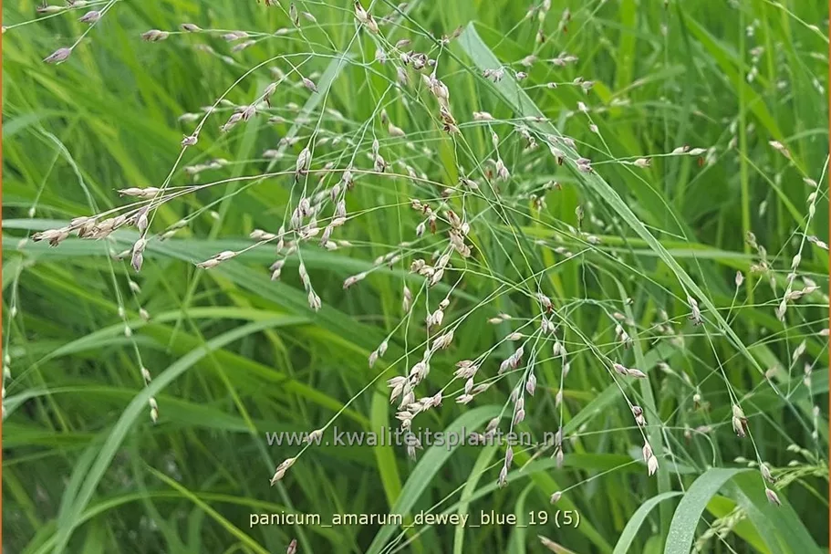 Panicum amarum 'Dewey Blue'