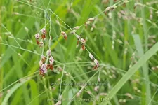 Panicum amarum 'Dewey Blue'