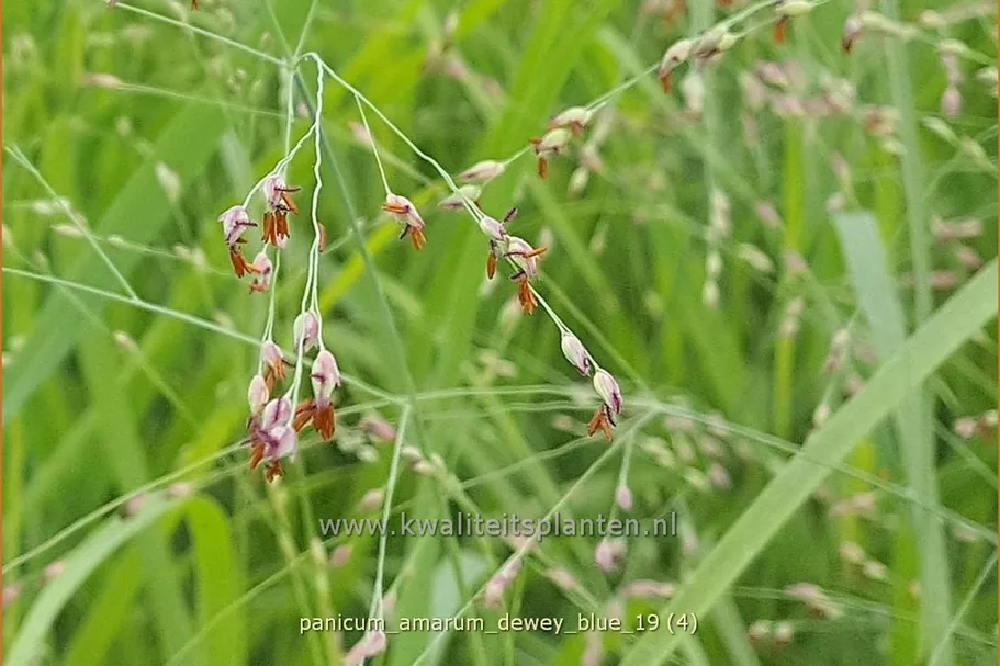 Panicum amarum 'Dewey Blue'