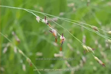 Panicum amarum 'Dewey Blue'