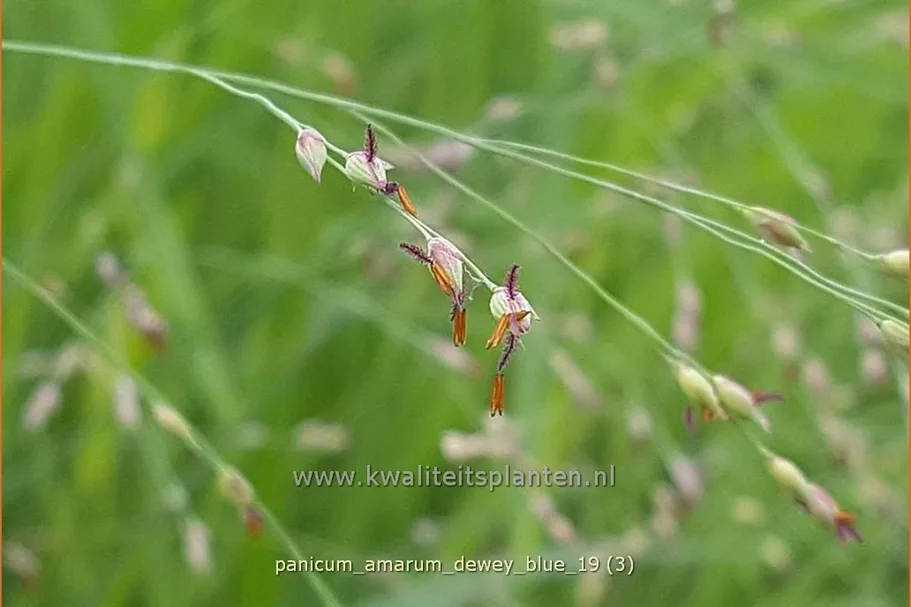 Panicum amarum 'Dewey Blue'