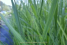 Panicum amarum 'Dewey Blue'