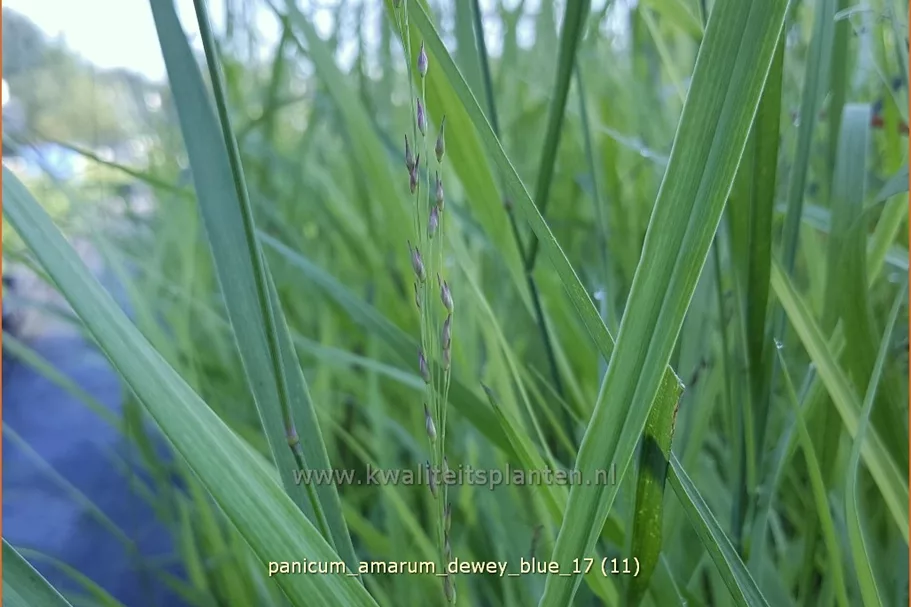 Panicum amarum 'Dewey Blue'