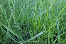 Panicum amarum 'Dewey Blue'