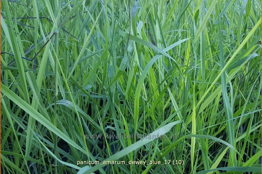 Panicum amarum 'Dewey Blue'