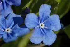 Omphalodes verna