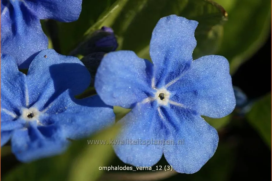 Omphalodes verna