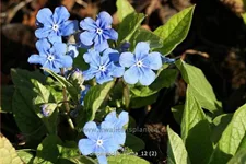 Omphalodes verna