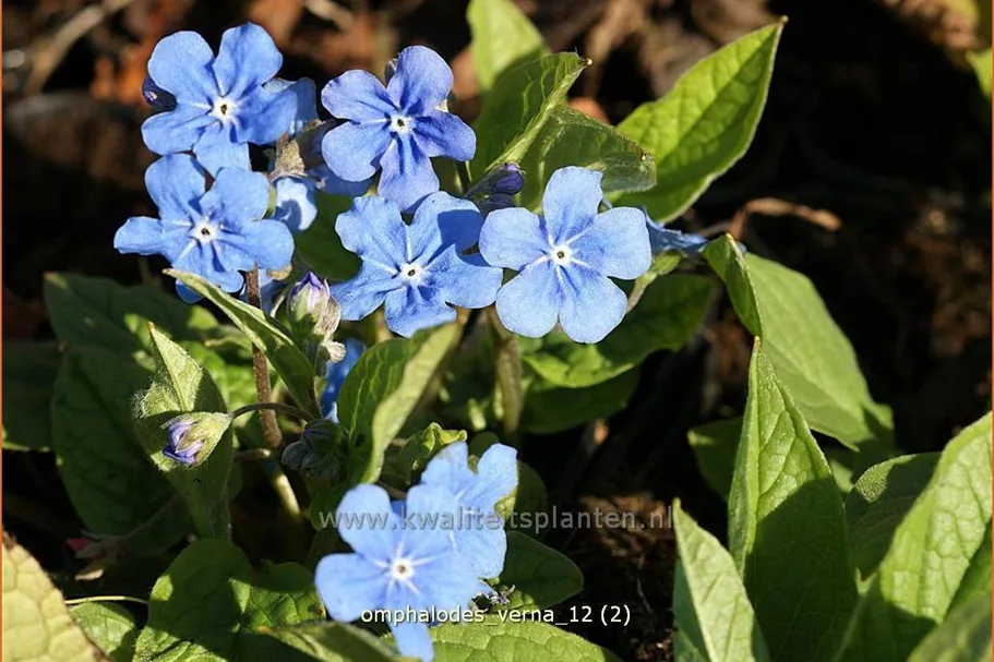 Omphalodes verna