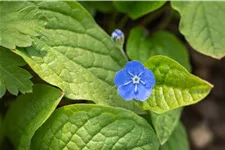 Omphalodes verna