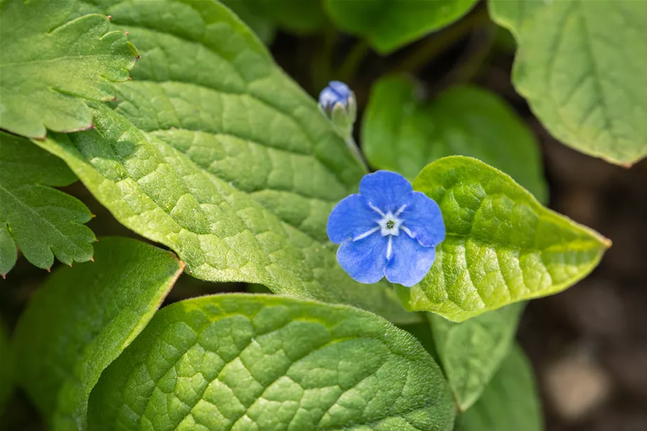 Omphalodes verna