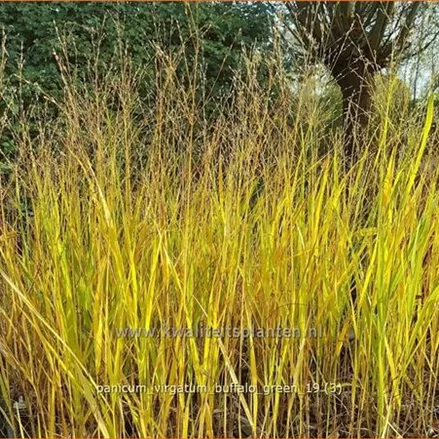 Panicum virgatum 'Buffalo Green'