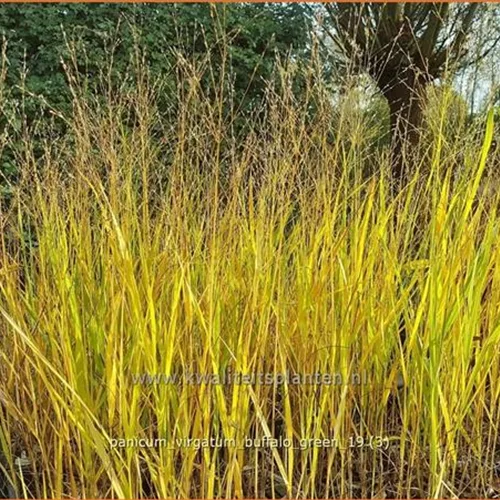 Panicum virgatum 'Buffalo Green'