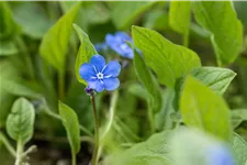 Omphalodes verna