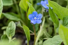 Omphalodes verna