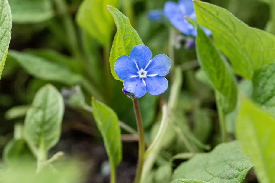 Omphalodes verna