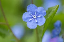 Omphalodes verna