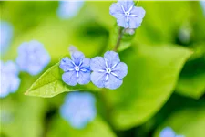 Omphalodes verna