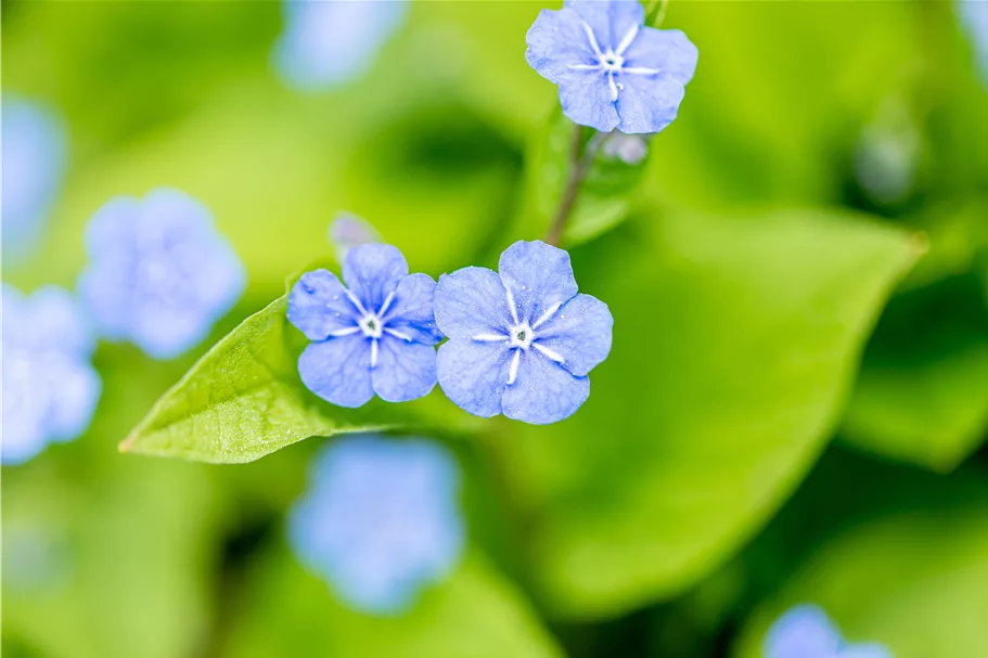 Omphalodes verna