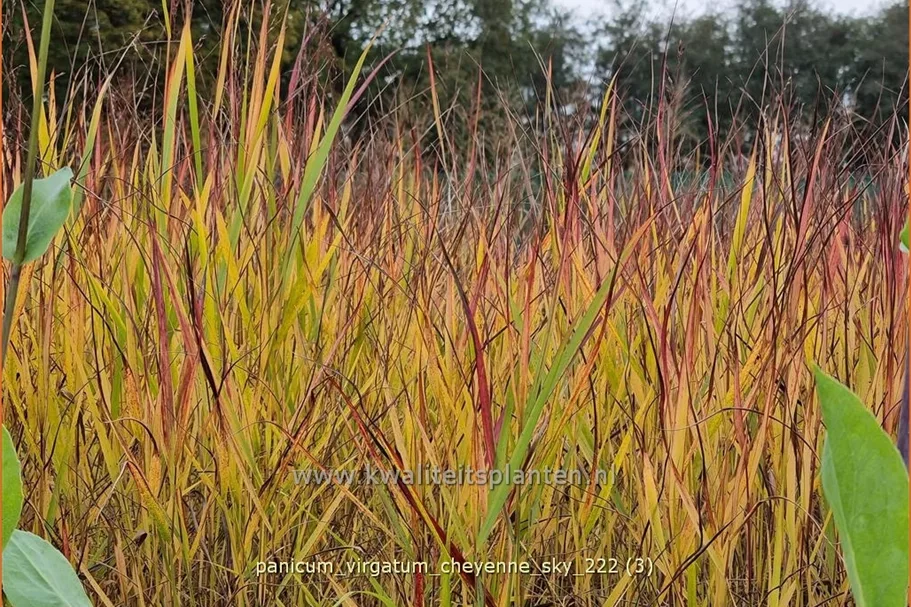 Panicum virgatum 'Cheyenne Sky'(s)