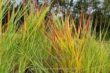 Panicum virgatum 'Cheyenne Sky'(s)