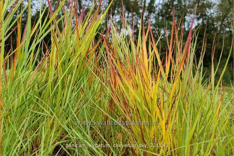 Panicum virgatum 'Cheyenne Sky'(s)