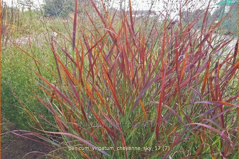 Panicum virgatum 'Cheyenne Sky'(s)
