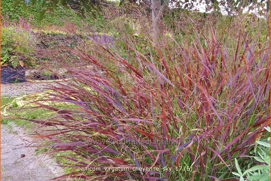 Panicum virgatum 'Cheyenne Sky'(s)