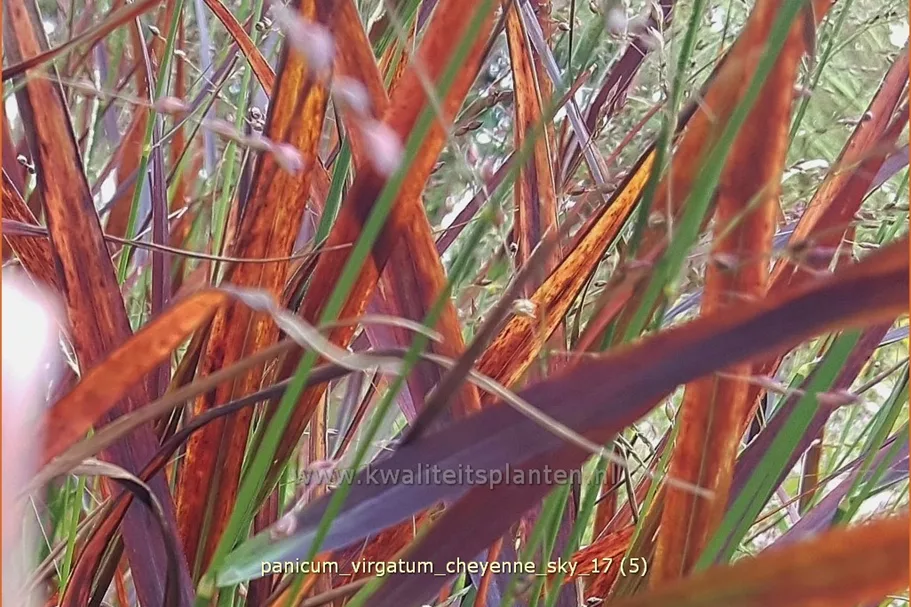 Panicum virgatum 'Cheyenne Sky'(s)