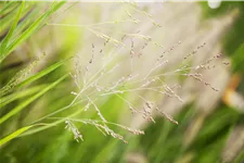 Panicum virgatum 'Cheyenne Sky'(s)