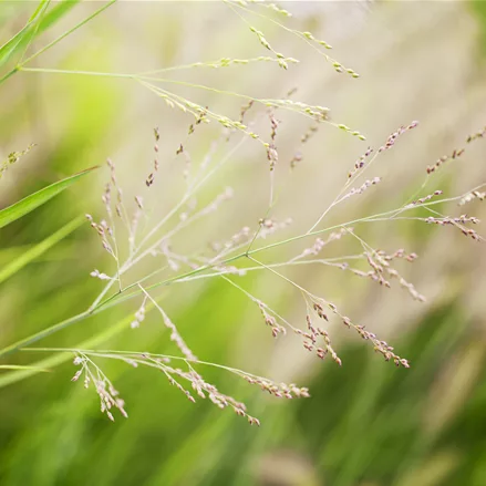 Panicum virgatum 'Cheyenne Sky'(s)