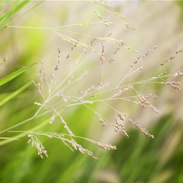 Panicum virgatum 'Cheyenne Sky'(s)