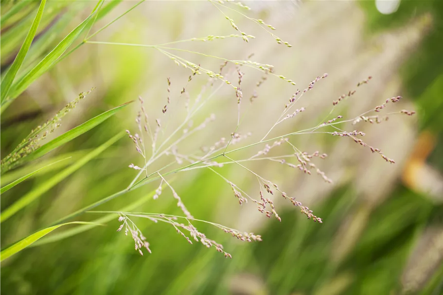 Panicum virgatum 'Cheyenne Sky'(s)
