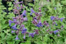 Nepeta x faassenii 'Kit Cat'