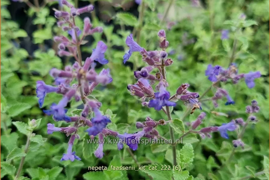 Nepeta x faassenii 'Kit Cat'