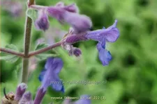 Nepeta x faassenii 'Kit Cat'