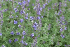 Nepeta x faassenii 'Kit Cat'